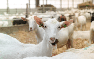 Happygoat - biologische geitenzuivel